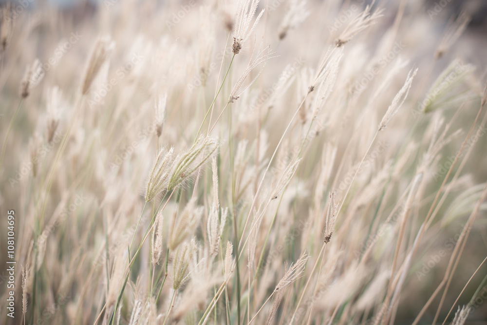 Fototapeta premium Wind blown wild grass. Vintage effect style picture.