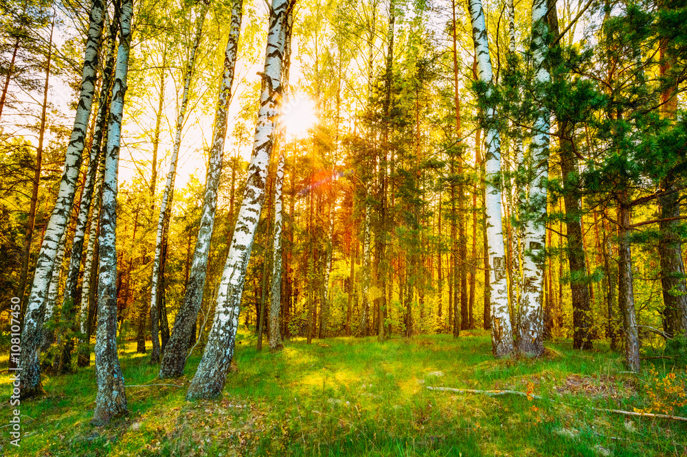 Sunshine Sunset Sunrise In Beautiful Birch Forest In Summer Seas Sunshine Sunset Sunrise In Beautiful Birch Forest In Summer Seas
