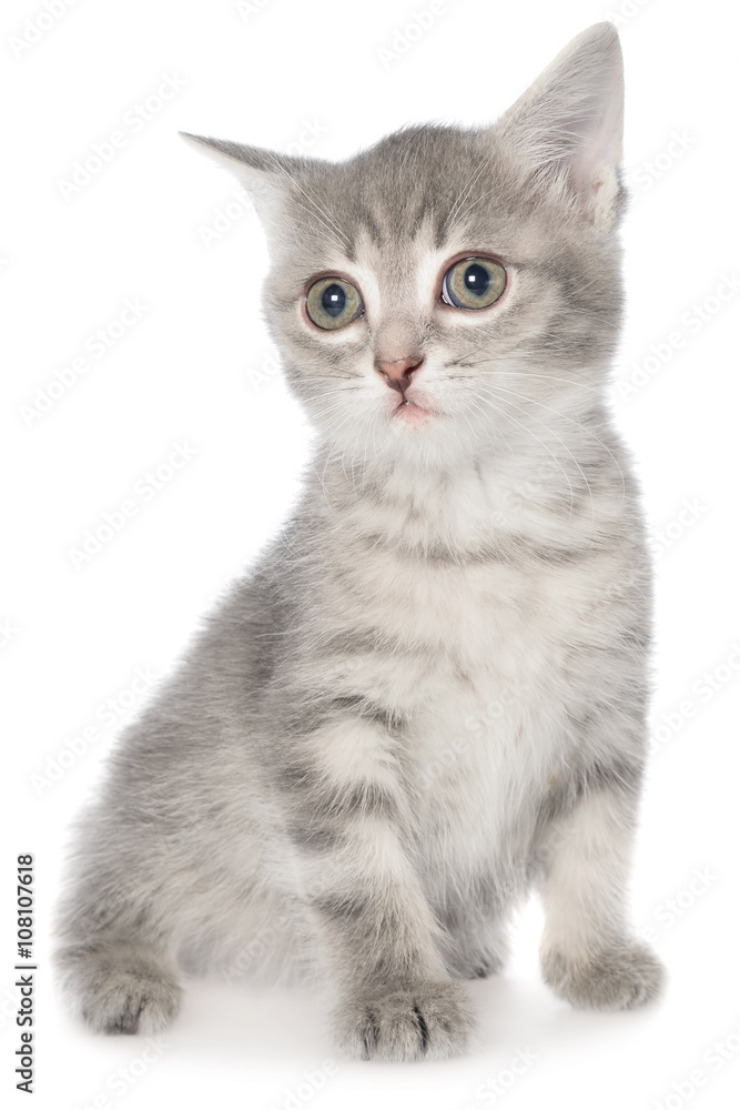 British shorthair tabby kitten sitting