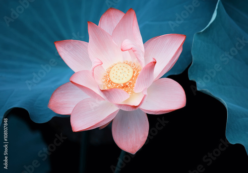 blooming lotus flower