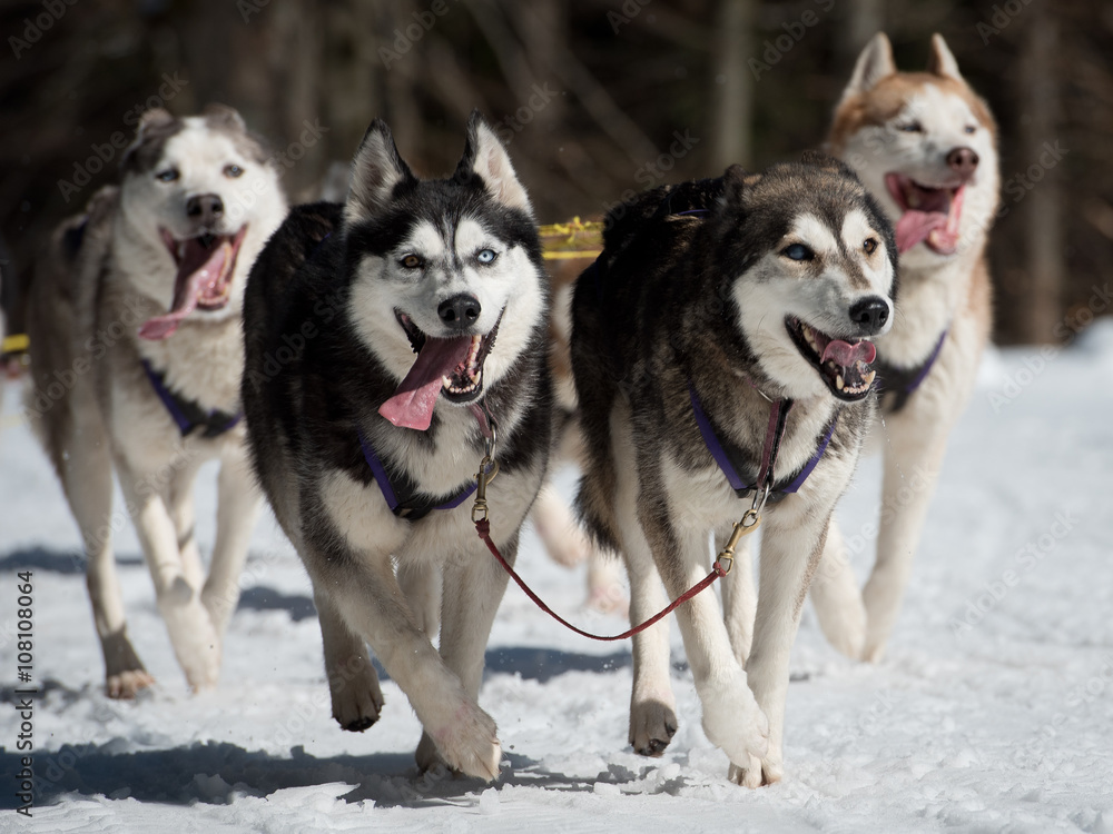 Husky dogs during sled dog race.