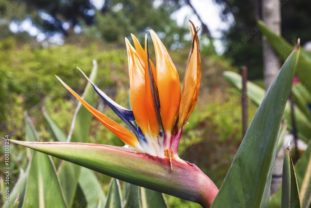 Colorful of Bird of paradise flower blossom in botanic garden Colorful of Bird of paradise flower blossom in botanic garden