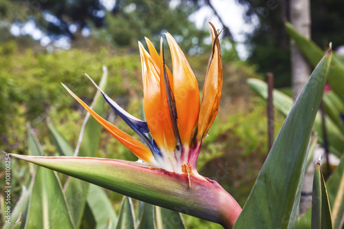 Colorful of Bird of paradise flower blossom in botanic garden