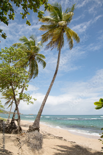 Fototapeta Naklejka Na Ścianę i Meble -  Sand Strand auf der Karibik Insel Dominika auf den kleinen Antillen mit Meer und Palmen als Hintergrund.