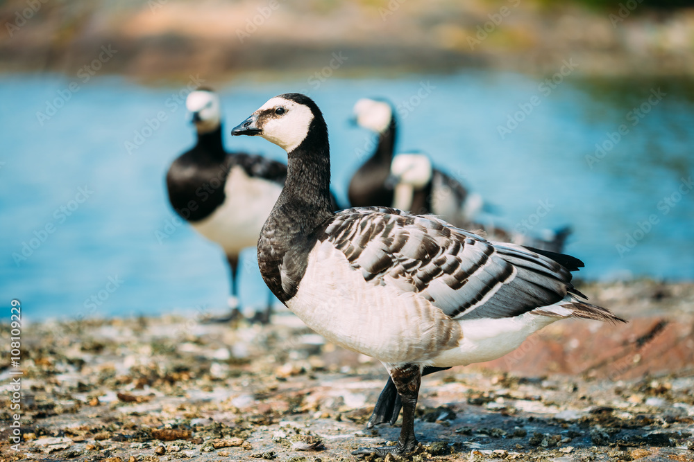 Barnacle Goose, Branta Leucopsis, Feral Goose On Rock Barnacle Goose, Branta Leucopsis, Feral Goose On Rock