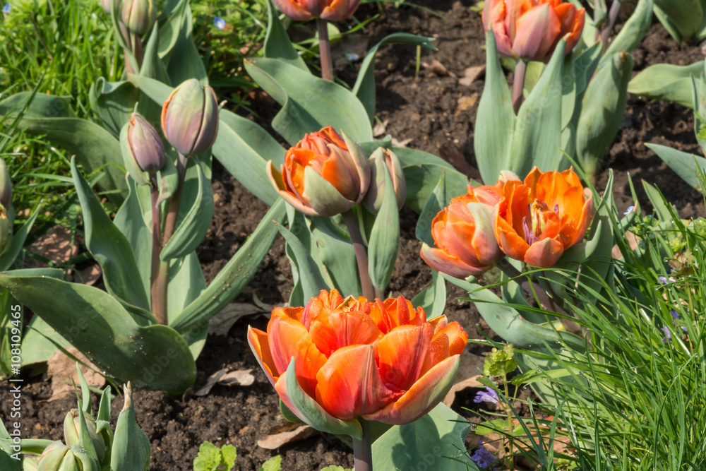 Obraz Tulipany w ogrodzie botanicznym