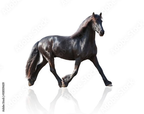 isolate of the black Frisian horse runs on a white background