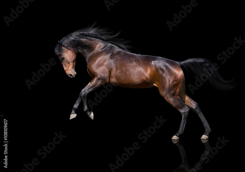 Fototapeta Naklejka Na Ścianę i Meble -  isolate of the brown horse jumping on the black  background