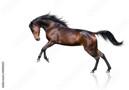 Fototapeta Naklejka Na Ścianę i Meble -  isolate of the brown horse jumping on the white background