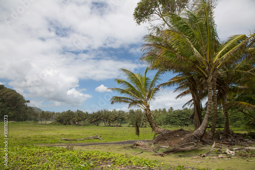 Wilde Pflanzen und Palmen auf der Insel Dominika auf der kleinen Antillen Insel in der Karibik