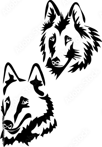 Belgian shepherd dog head