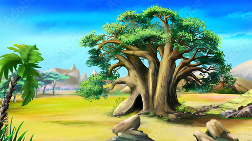 Large African baobab. Day View.
