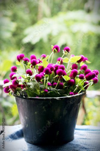Fototapeta Naklejka Na Ścianę i Meble -  Globe amaranth in a black pot garden