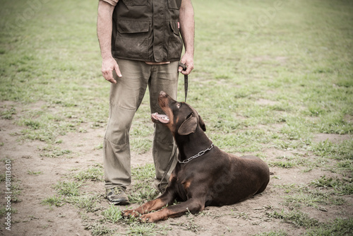 Doberman pinscher