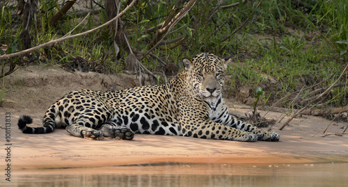 20151026 Jaguar male is resting on the beach after having searched for his female and also tried to catch a capybara..Photo by:Jan Fleischmann