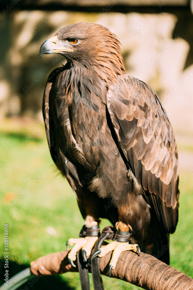 Fototapeta premium Sitting Golden Eagle Haliaeetus albicilla. Wild bird