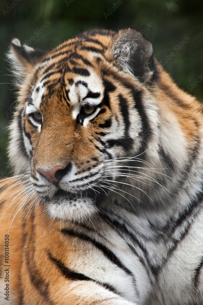 Fototapeta premium Siberian tiger (Panthera tigris altaica)