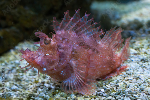 Weedy scorpionfish (Rhinopias frondosa). © Vladimir Wrangel