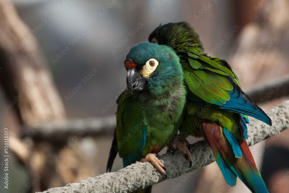 Blue-winged macaw (Primolius maracana), also known as the Illige