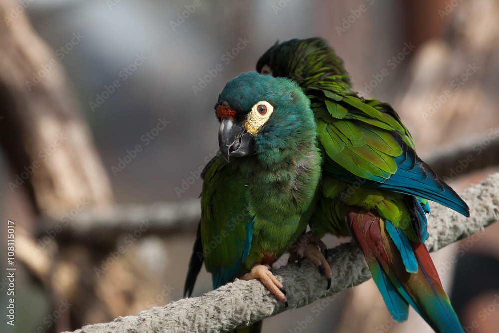 Blue-winged macaw (Primolius maracana), also known as the Illige Blue-winged macaw (Primolius maracana), also known as the Illige