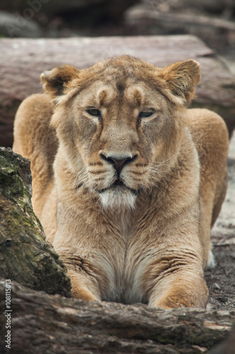Female Asiatic lion  Panthera leo persica .