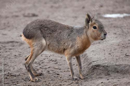 Obraz na płótnie Patagonian mara (Dolichotis patagonum). w salonie