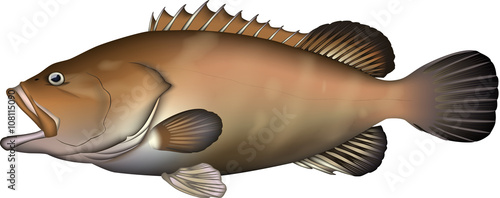 クエ(魚)ベクター