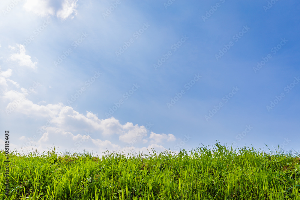 Green grass, blue sky and white clouds. Green grass, blue sky and white clouds.