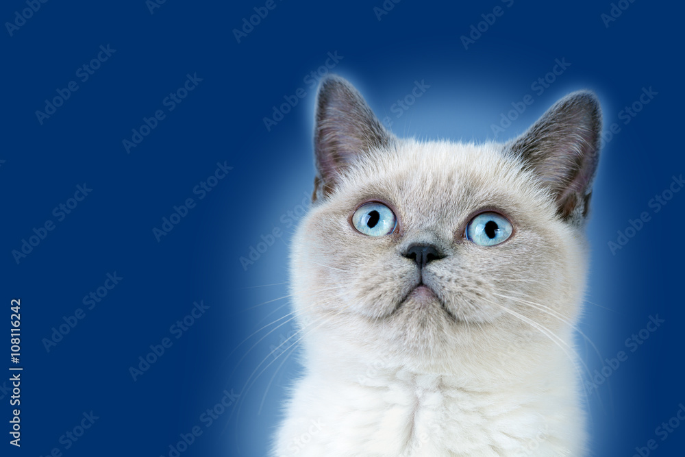 Studio portrait of a cat on a dark blue background