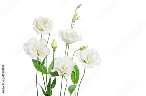 Fototapeta Naklejka Na Ścianę i Meble -  white eustoma flowers on white