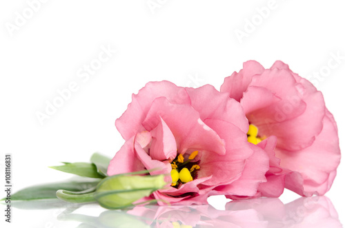 Fototapeta Naklejka Na Ścianę i Meble -  Beautiful pink eustoma flowers isolated on white background