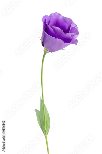 Beauty violet flower isolated on white. Eustoma