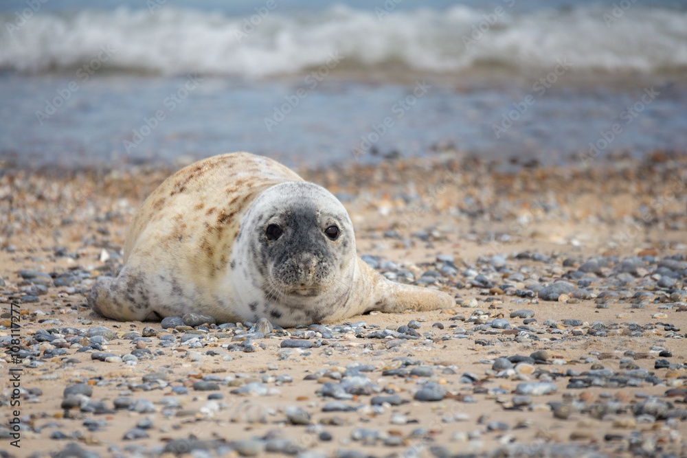 Fototapeta premium Young baby atlantic Grey Seal