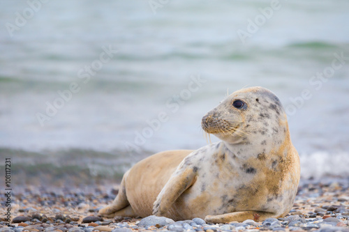 Young baby atlantic Grey Seal © ArtushFoto