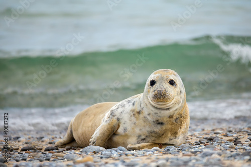 Young baby atlantic Grey Seal