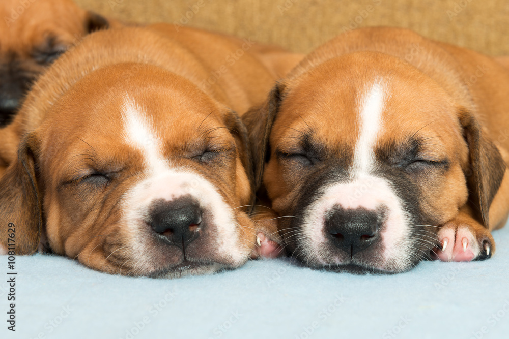 Obraz premium Cute amstaff puppy