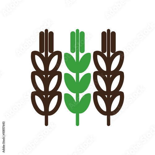 Spikelets of wheat vector icon. Farm