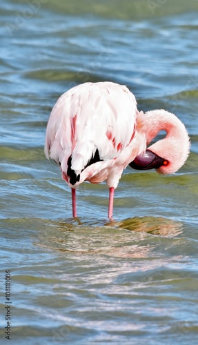Lesser Flamingo feeding early in the morning