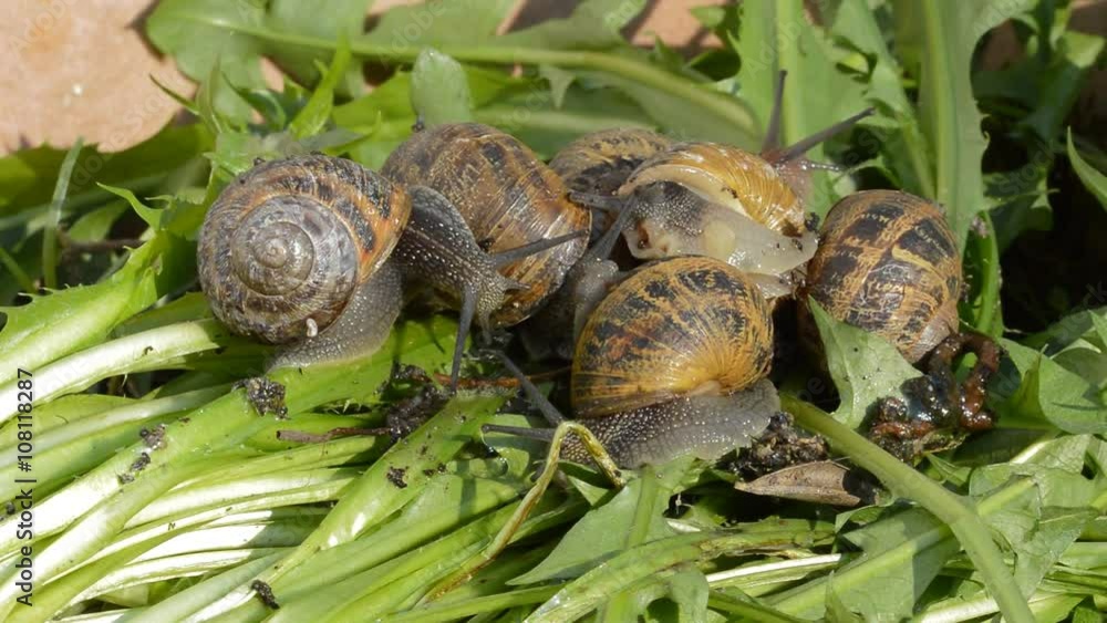 Gruppe Schnecken Helix Asperga Gruppe Schnecken Helix Asperga