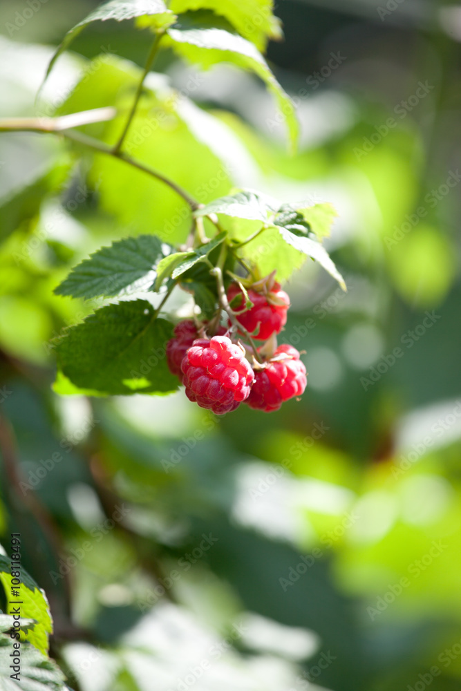 close-up of the ripe raspberry in the fruit garden close-up of the ripe raspberry in the fruit garden