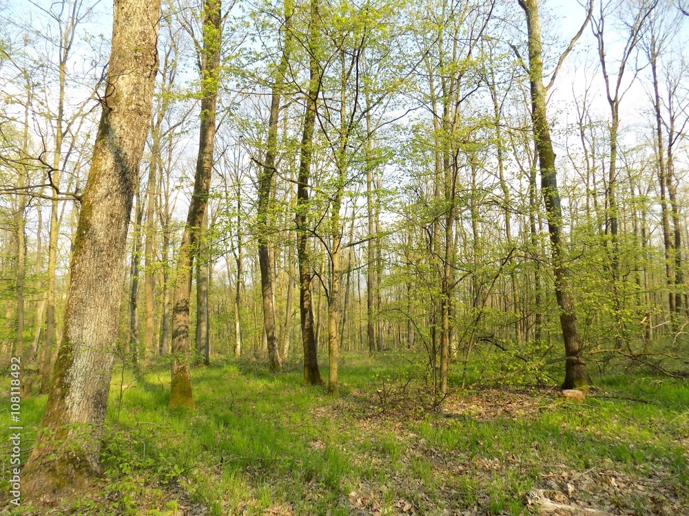 Fototapeta premium Lasy liściaste