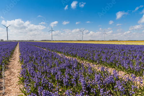 Flower power / A typical Dutch springtime scene rows of colourful Hyacinths with a wind turbine in the background generating green power