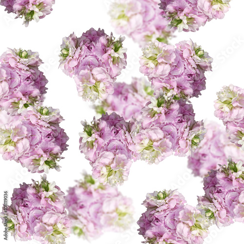 Fototapeta Naklejka Na Ścianę i Meble -  Delicate floral background. White and pink pelargoniums 