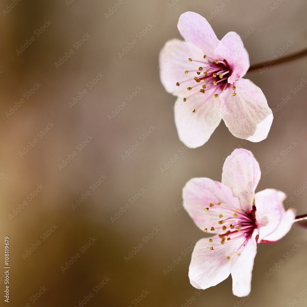 Fototapeta premium Beautiful flowering Japanese cherry Sakura. Season Background. Outdoor natural blurred background with flowering tree in spring sunny day.