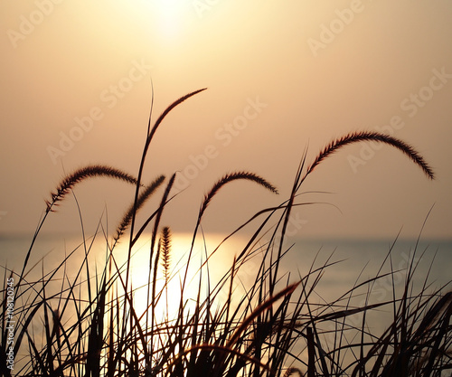 Sunset, grass flower field in nature with sunset background. 