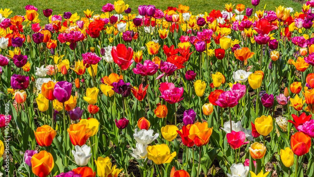 Beautiful tulips in the spring. Bright colors of natural flowers