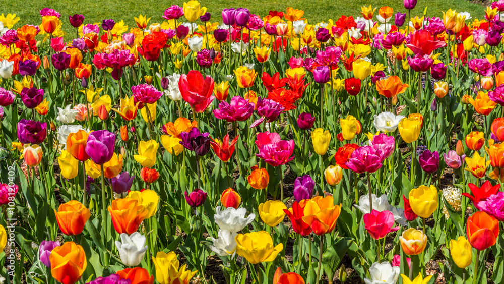 Beautiful tulips in the spring. Bright colors of natural flowers Beautiful tulips in the spring. Bright colors of natural flowers
