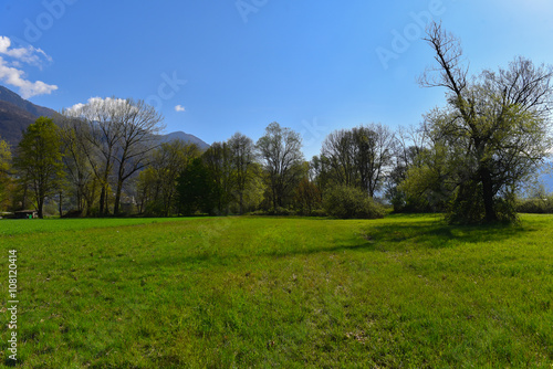 Panorama di campagna con prato e alberi