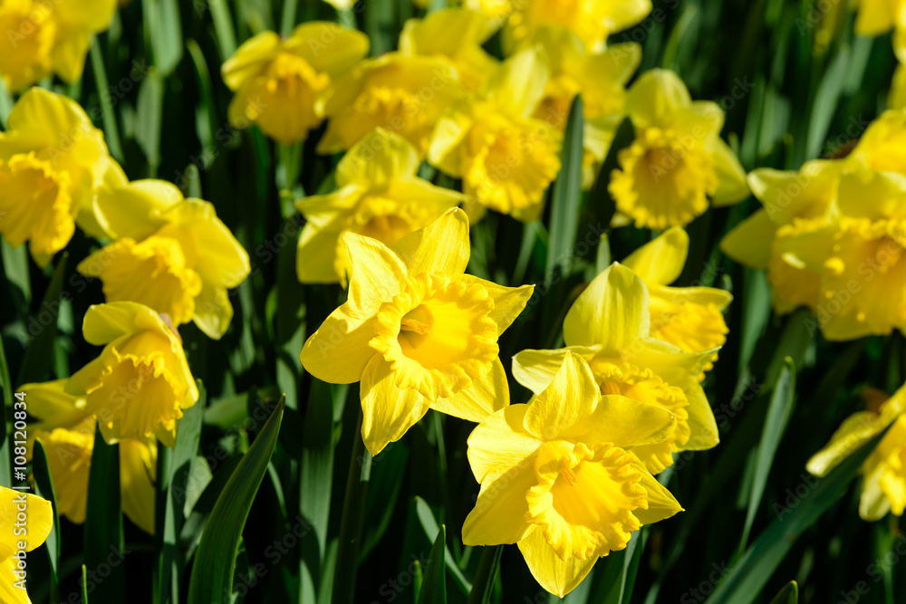 Narcissus pseudonarcissus commonly known as wild daffodil or Lent lily. Here the variety Golden Harvest. Narcissus pseudonarcissus commonly known as wild daffodil or Lent lily. Here the variety Golden Harvest.