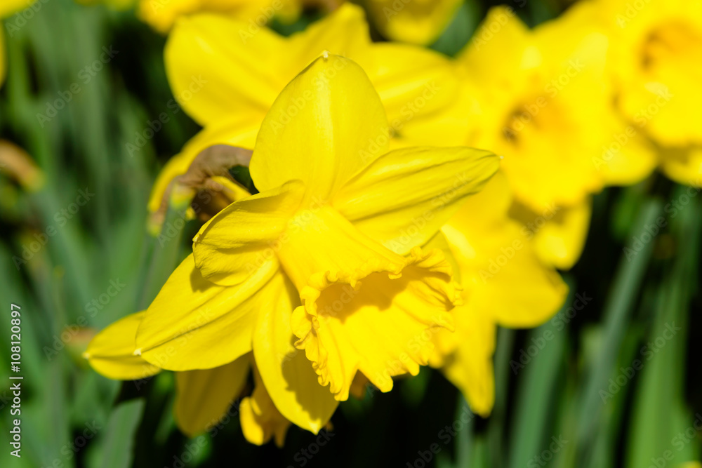 Narcissus pseudonarcissus commonly known as wild daffodil or Lent lily. Here the variety Gigantic star. Narcissus pseudonarcissus commonly known as wild daffodil or Lent lily. Here the variety Gigantic star.
